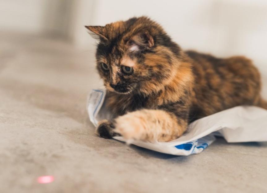 Are Laser Pointers Bad for Cats?
