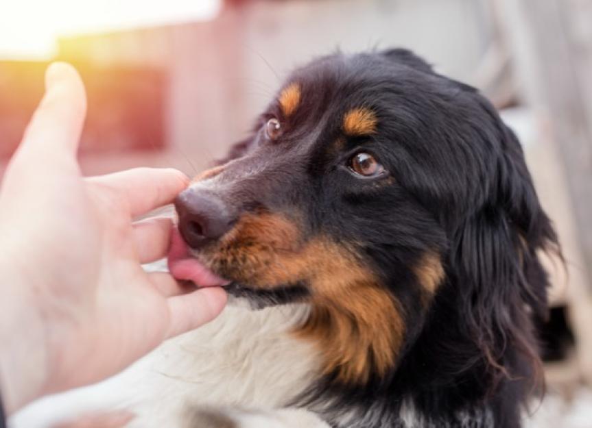 Why Do Dogs Lick Their Lips?