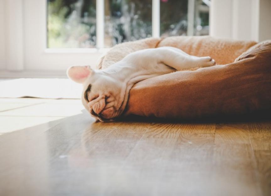 Why Do Dogs Twitch in Their Sleep? - PetMD