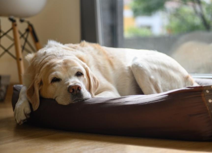 What Does It Mean If Your Dog Is Really Tired