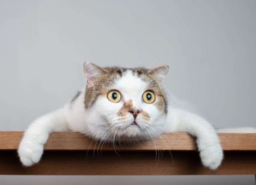 Uveitis in Cats Symptoms, Causes, Treatment, and FAQs PetMD