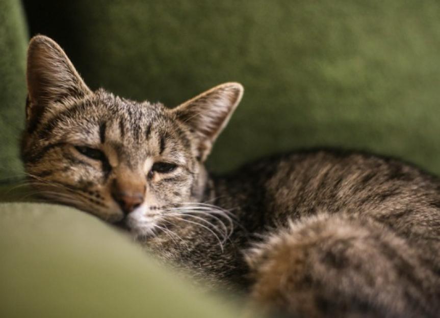 Lethargic Cats Causes and What to Do PetMD