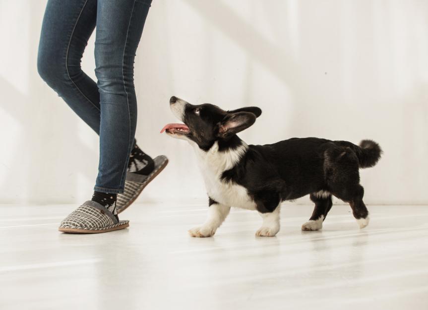 why do dogs follow you around the house