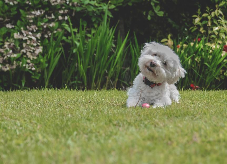 Why Do Dogs Tilt Their Heads? PetMD