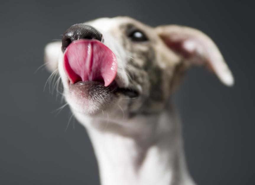 Why Does My Dog Lick My Wounds? - PetMD
