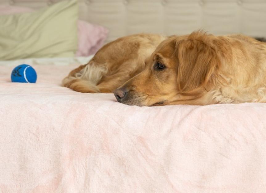 Histoplasmosis in Dogs Symptoms, Causes, Treatment, and FAQs PetMD