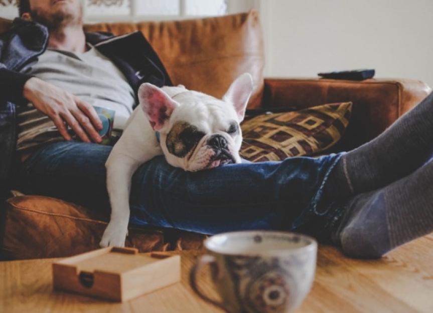 Chien endormi face vers le bas, avec des jambes étirées