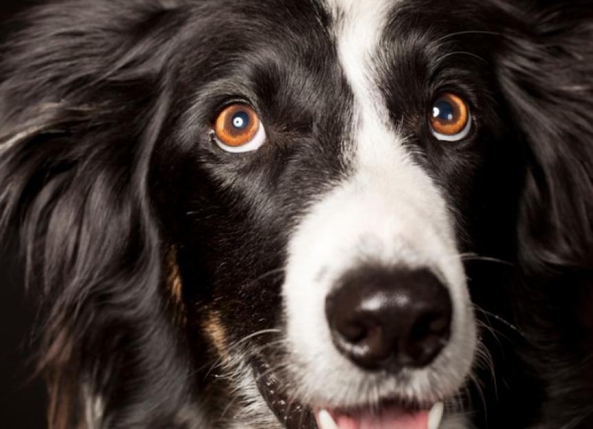 Dog Vision and Eye Anatomy: How Dogs See | PetMD