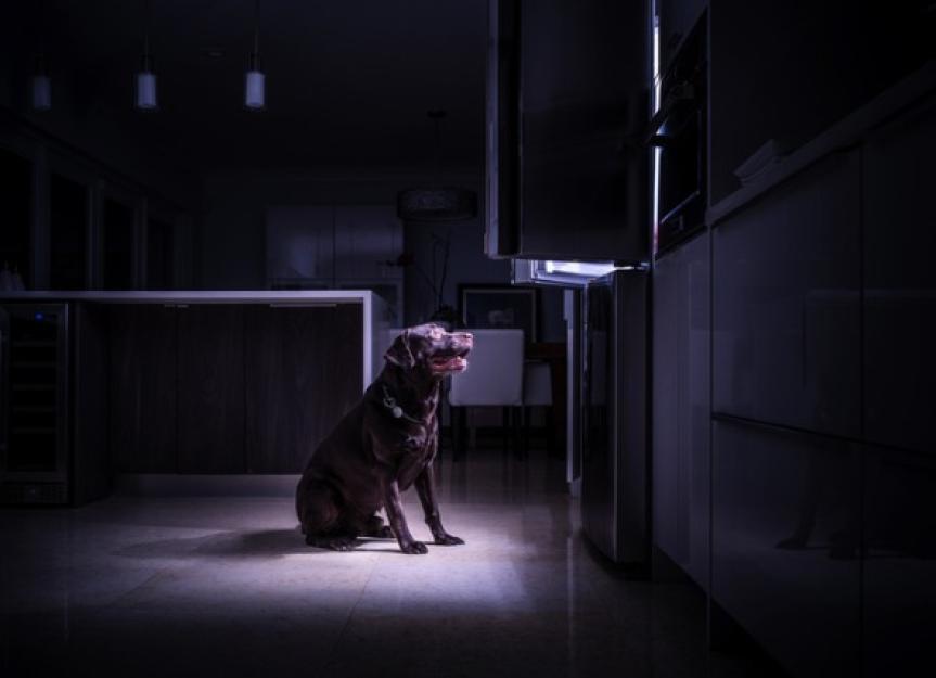 how well do dogs see in the dark