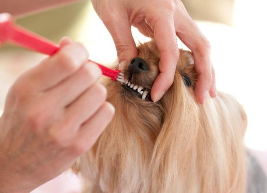 狗狗牙齿护理:保持狗狗口腔清洁的6种方法