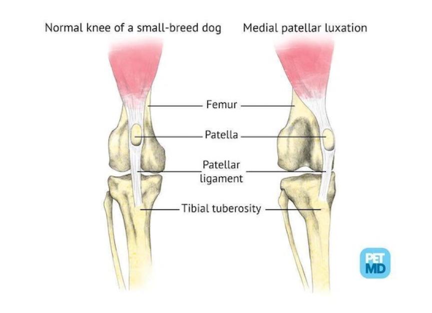 Luxating Patella in Dogs (Knee Dislocation) Symptoms, Causes, Treatment, and FAQs PetMD