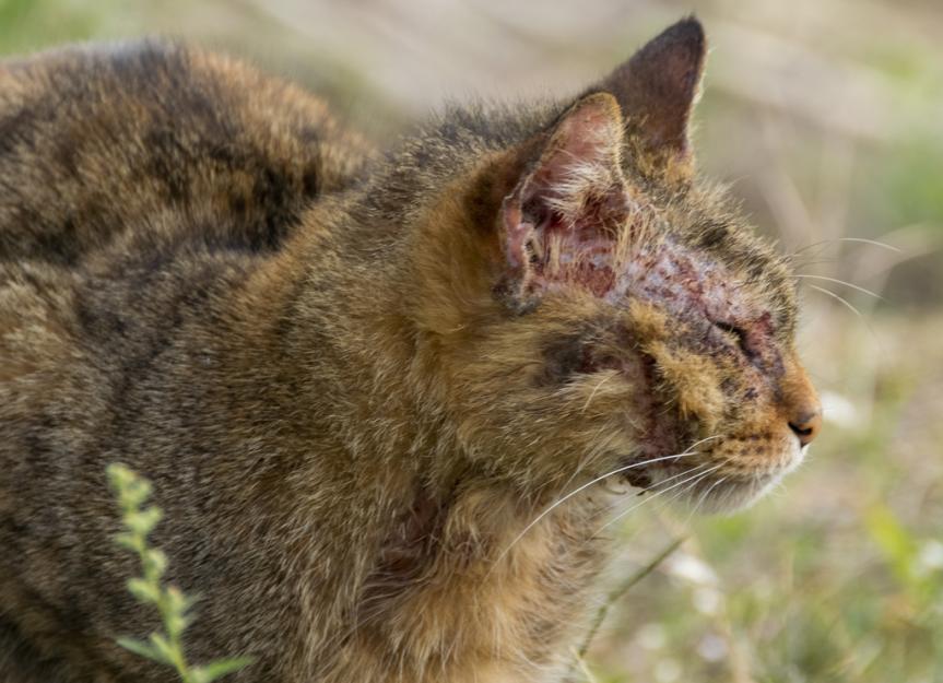 Demodectic Mange in Cats (Demodex Mites)| PetMD | PetMD