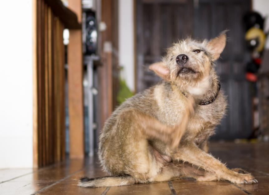 Hair Loss in Dogs (Alopecia in Dogs) | PetMD