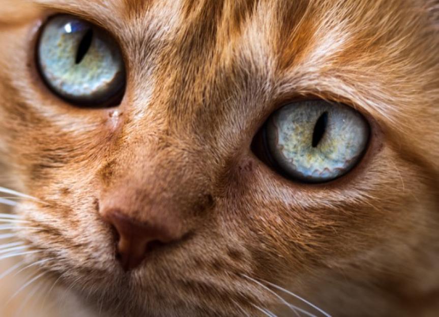 home remedies for cat eye colds