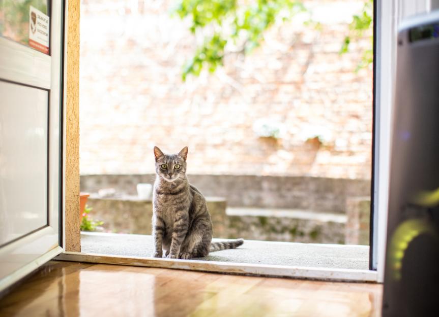 Cat lost in store house