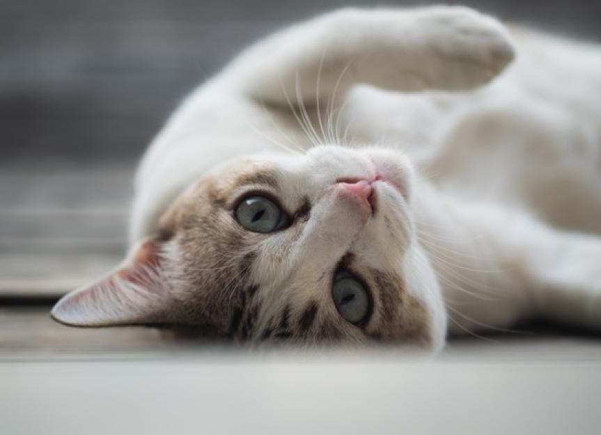Corneal Ulcers in Cats