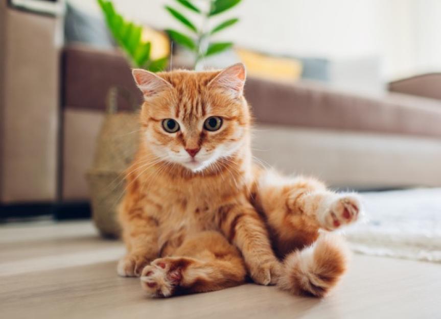 Giardia in Cats Symptoms, Causes, and Treatment PetMD