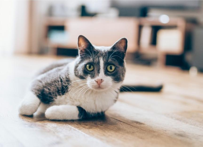 Stomatitis in Cats Symptoms, Causes, and Treatment PetMD