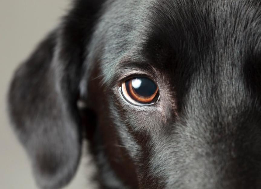 are allergy eye drops safe for dogs