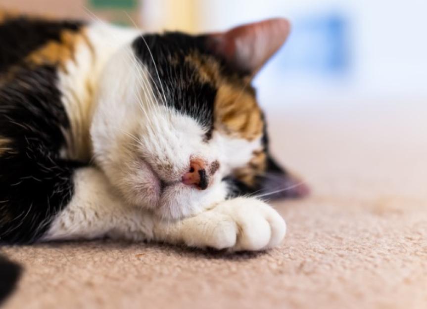Cat Acne Causes, Treatment, Prevention, and FAQs PetMD