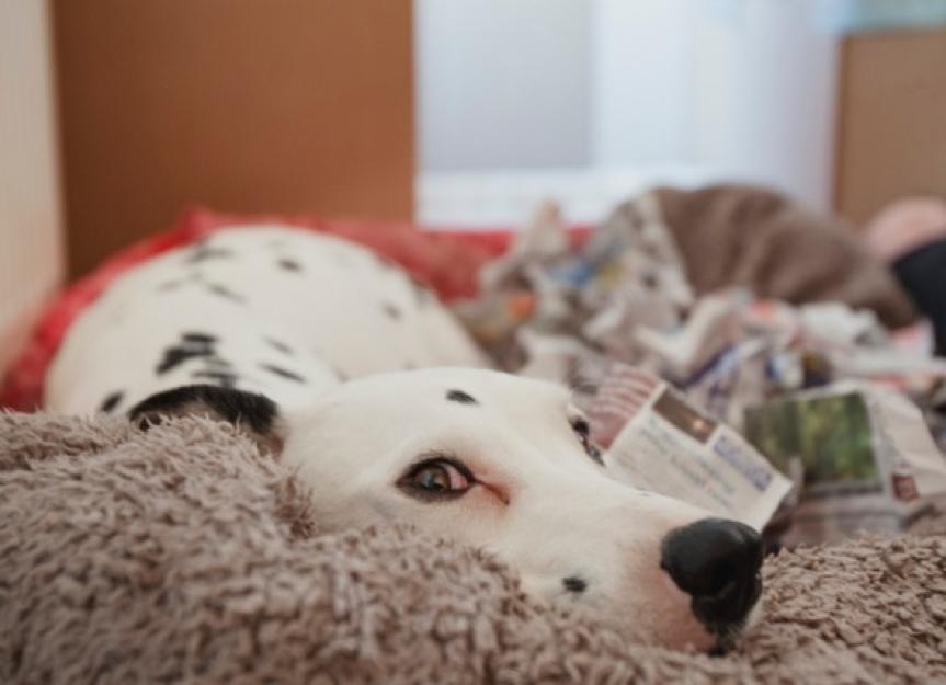 False Pregnancy in Dogs: Symptoms, Causes, Treatment, and FAQs | PetMD