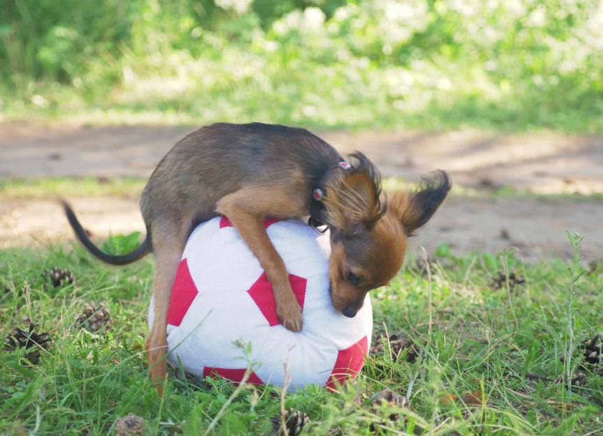 Why Do Dogs Hump? | PetMD