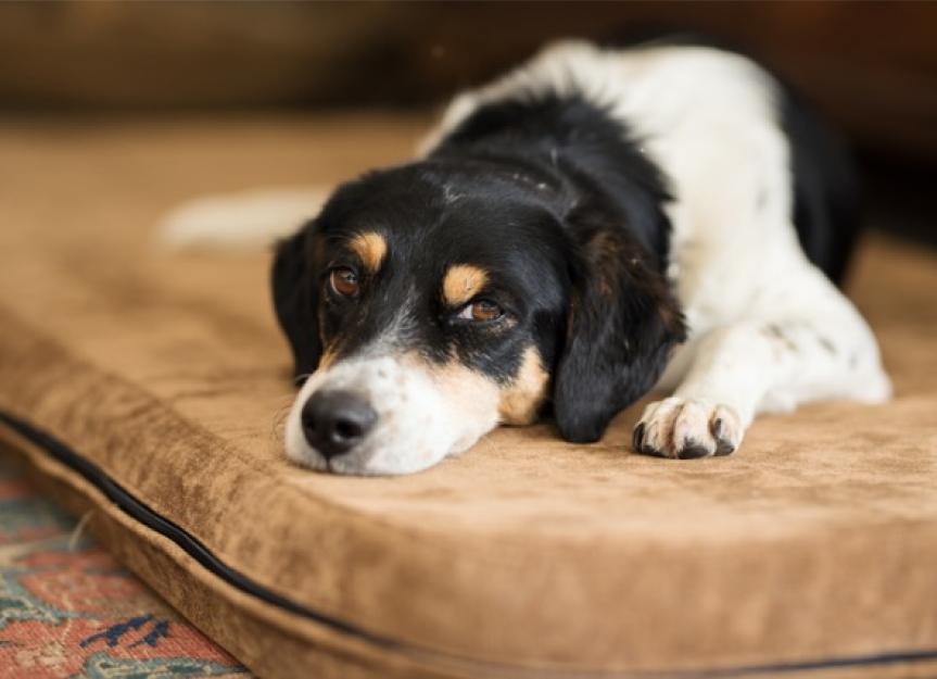 what causes dog gastroenteritis