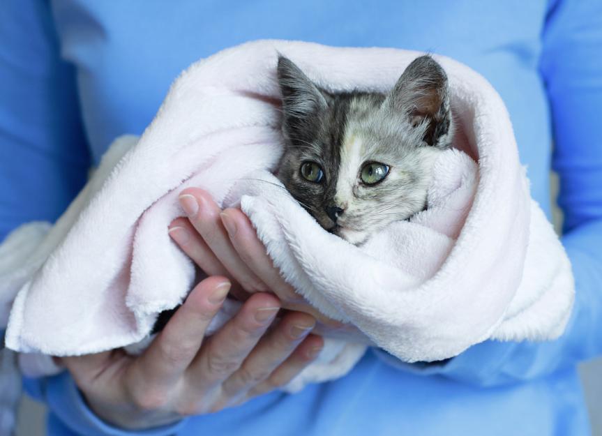 Tiny Kitten Fights To Survive, Then Grows Up To Be Half The Size