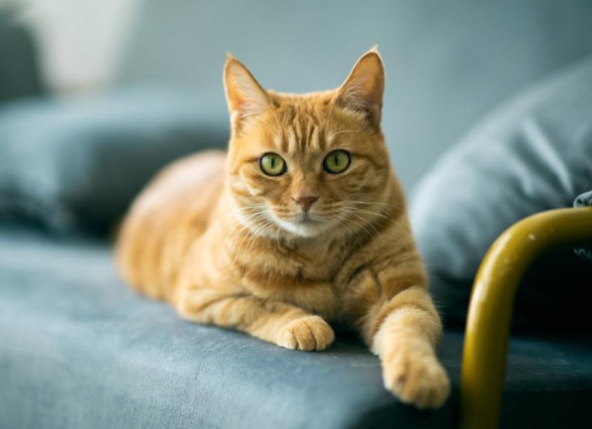 Hypothyroidism in Cats