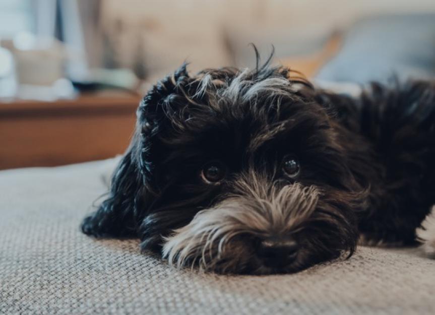 UTIs in Dogs (Urinary Tract Infections in Dogs) PetMD