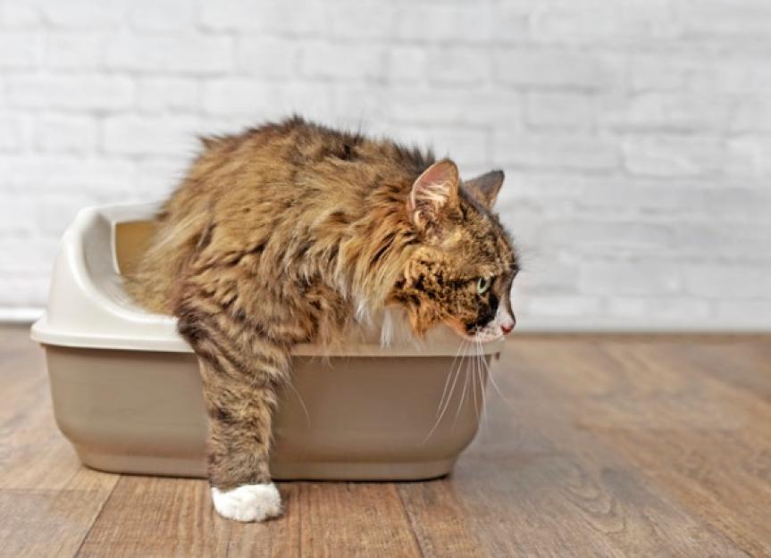 Irritable Bowel Syndrome in Cats (IBS)
