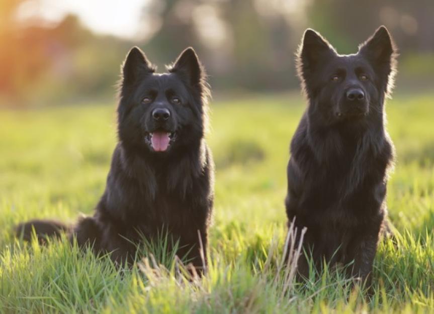 Lipoma in Dogs: Causes, Symptoms, and Treatment | PetMD