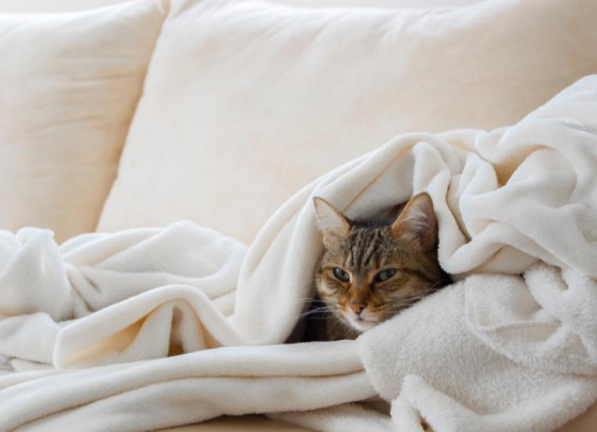 Cat Colds: Everything You Need to Know | PetMD