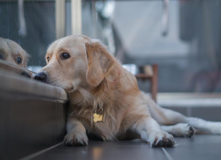 Dog Depression: Signs, Causes, and Treatment | PetMD
