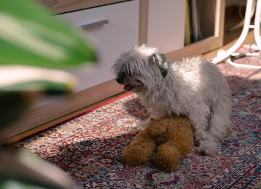 Is It Normal for Female Dogs to Hump Toys?