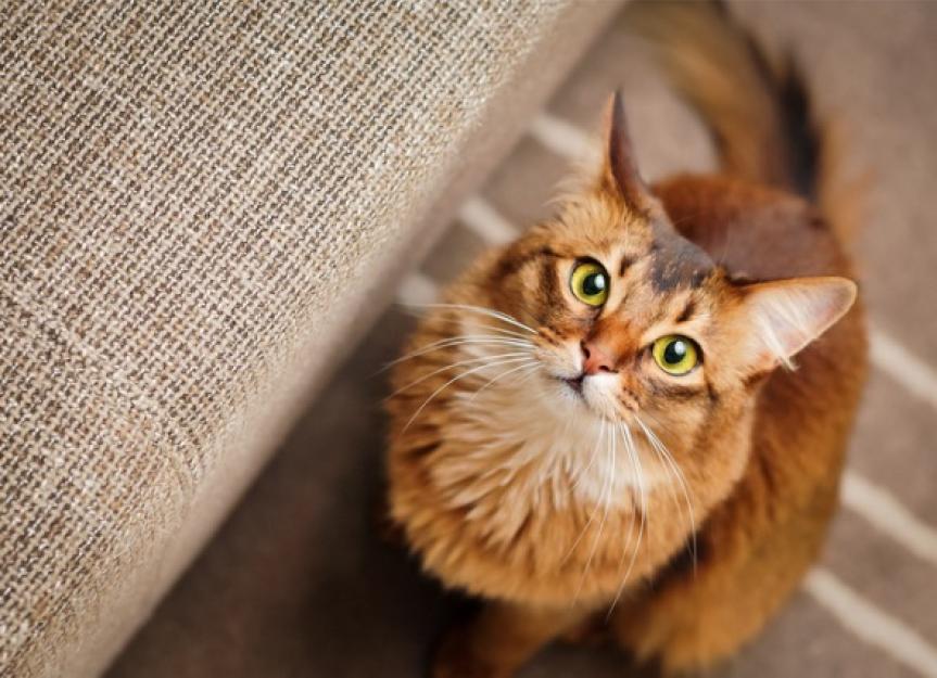 UTIs in Cats (Urinary Tract Infections in Cats)