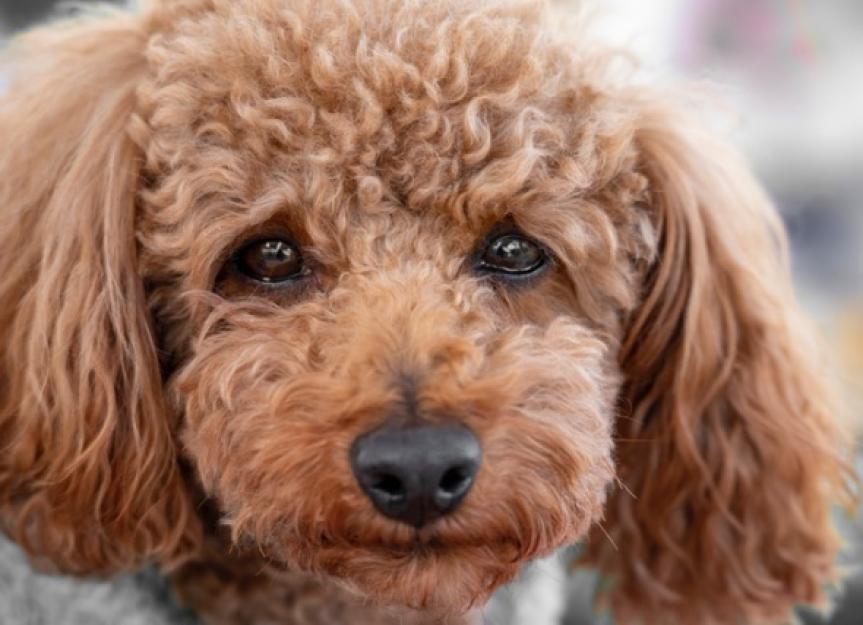 Dislocated Shoulder in Dogs Symptoms, Causes, Treatment, and FAQs PetMD