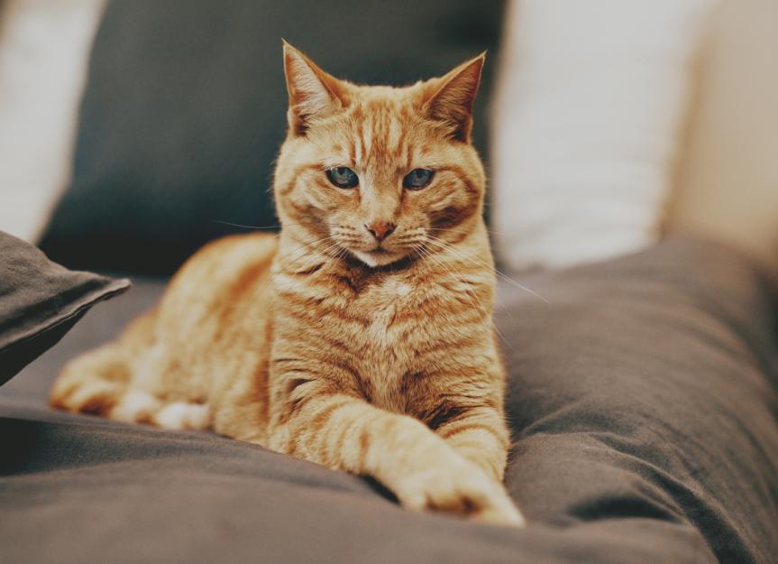 Feline Hyperesthesia Syndrome (Twitchy Cat Disease) PetMD