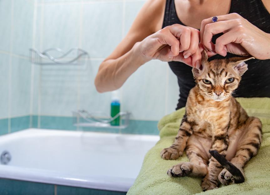 How to Clean a Cat’s Ears PetMD