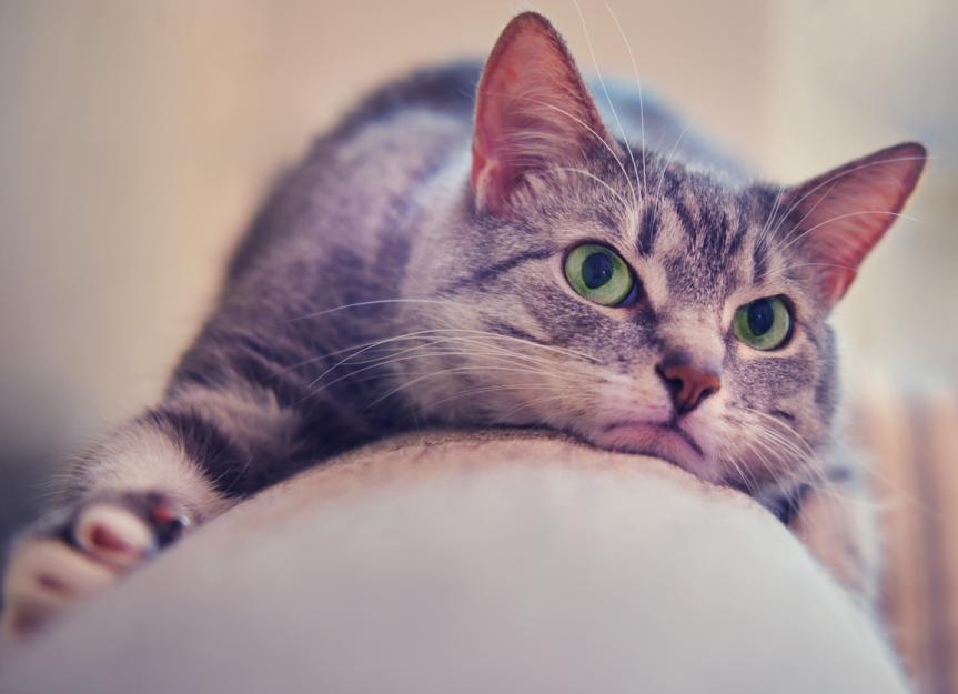 Do Cats Get Jealous? PetMD