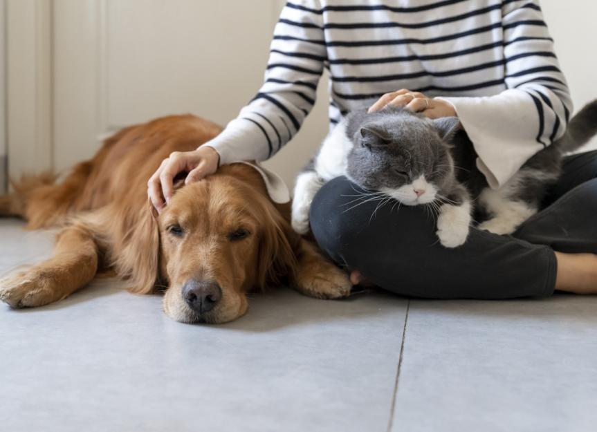 9 Signs Your Pet Is Jealous (and How to Stop It) | PetMD