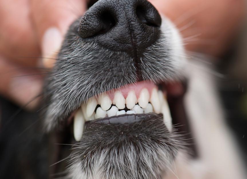 why would a dogs teeth chatter