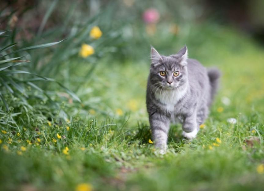 How to Find a Lost Cat PetMD