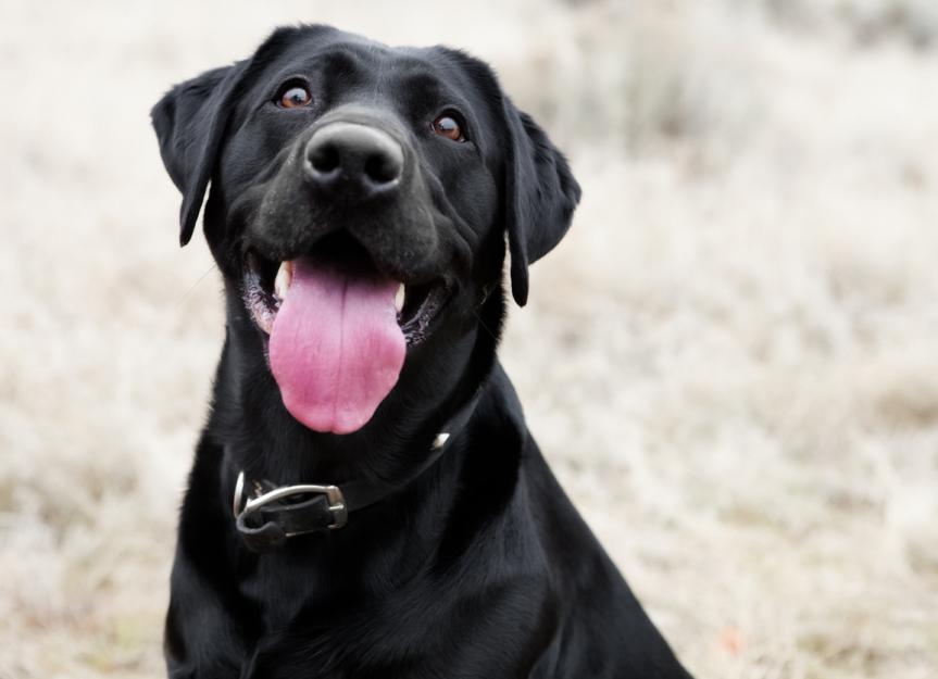 what does it mean if a dog has a purple tongue