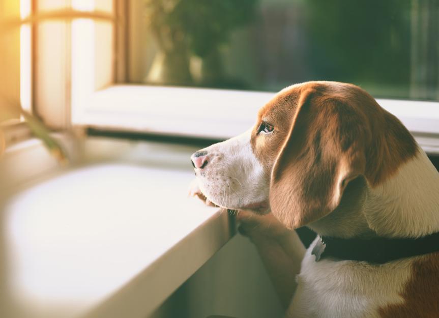 Can Benadryl Help With Dog Anxiety?