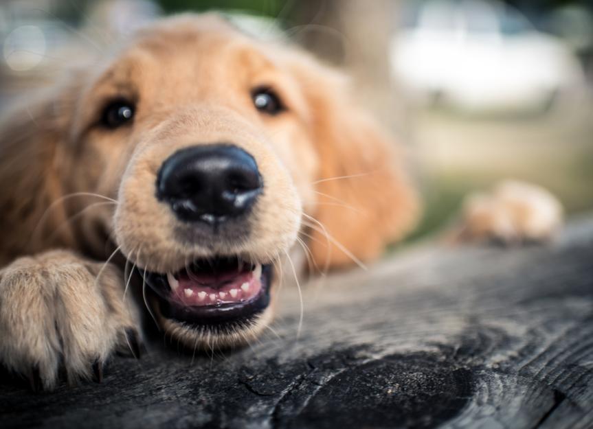 Why Do Dogs Have Whiskers? PetMD