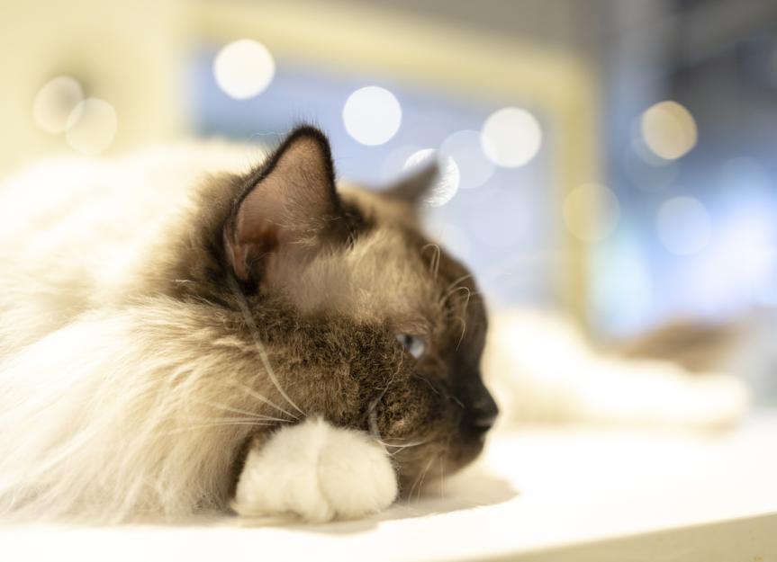 Why is your cat mad? Maybe it's because you're not listening - The