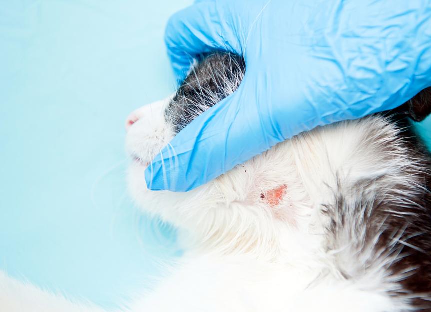 ringworm-in-cats-petmd