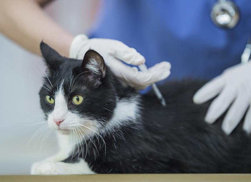 Rabies in Cats | PetMD