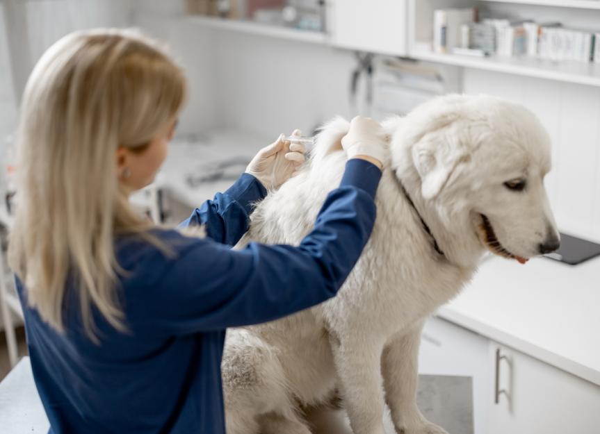 Rabies in Dogs | PetMD